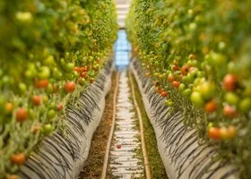 Проект мега-теплицы УГМК под Екатеринбургом завернули в Совфеде