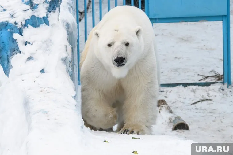 Белый медведь Умка скоропостижно скончался 20 апреля 2021 года