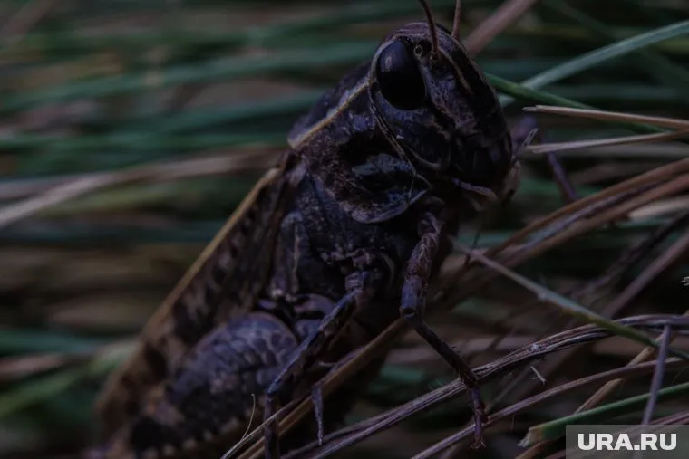 Саранча способна пролетать до 20 километров за день