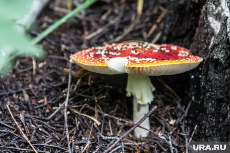 Мухоморы используют в нетрадиционной медицине