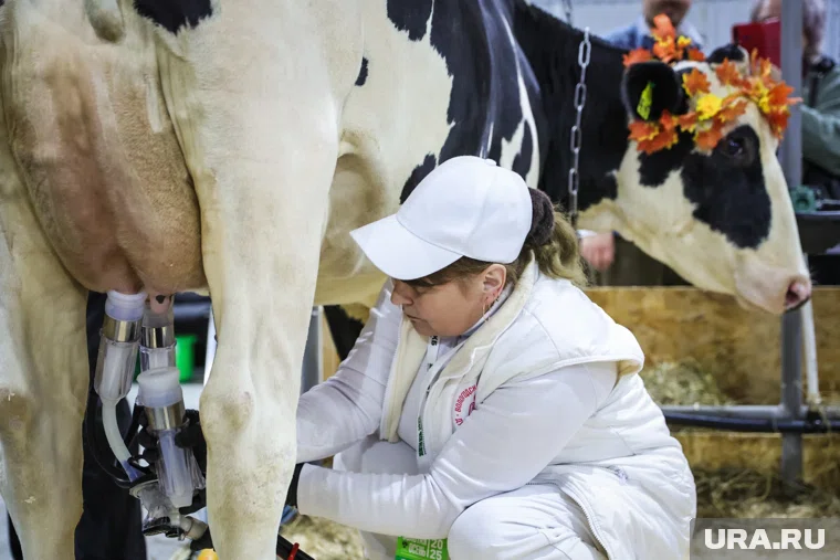 Свердловчане обошли другие регионы по надоям молока