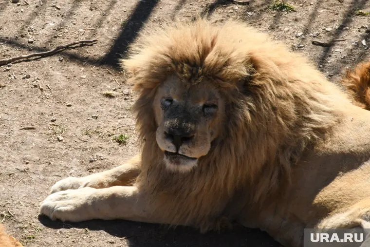 Владельца парка в Крыму спасли от гибели, отогнав напавшего на него льва ведром с веником
