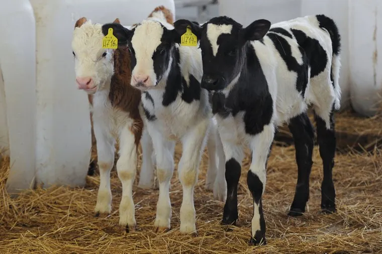 Рабочая поездка Дубровского в Карталы. Обработано. Челябинск