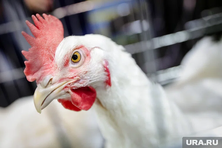 Вакцинация птиц в Курганской области выросла на 21%.