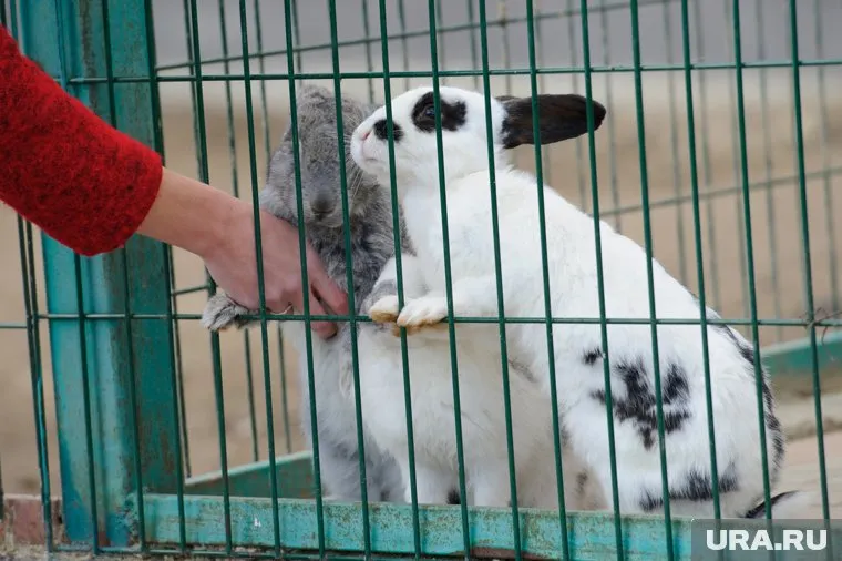 Смена формата позволит предпринимателям не закрывать бизнес