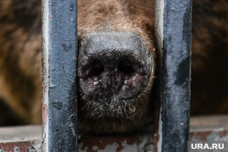 Медведи вышли к людям