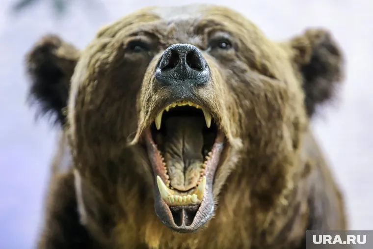 Появление медведя на съемочной площадке к клипу Асаевой было запланировано