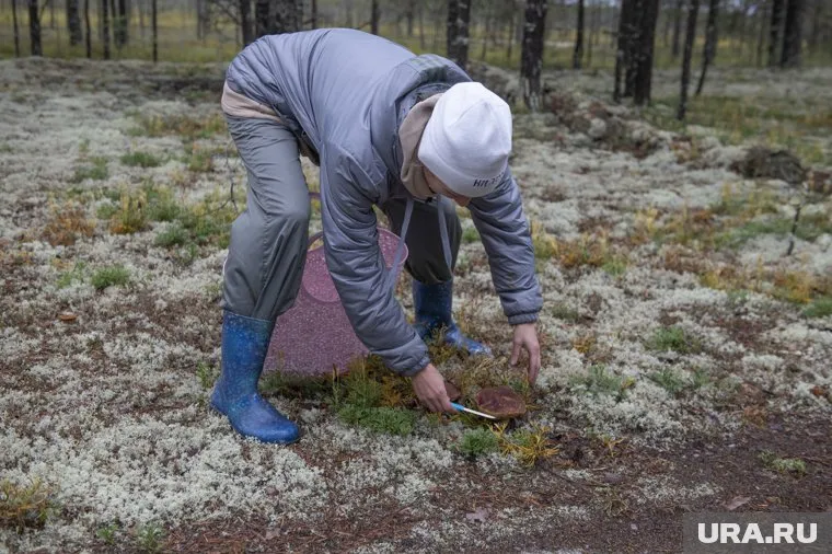 Грибы собирают возле Кропачево
