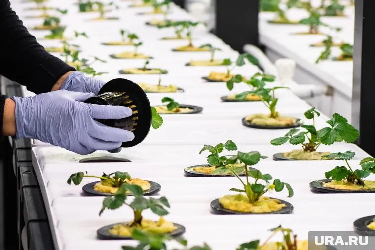 В 2022 году в Свердловской области построят самую крупную клубничную вертикальную ферму в мире