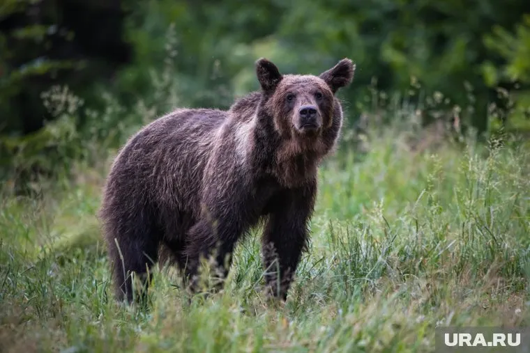 Бурого медведя, который убил двоих мужчин в Приморском крае, разыскивает охотнадзор