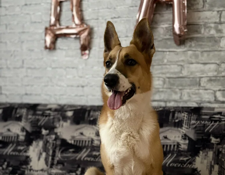 Месяц назад у бездомного пермского пса Хантера появился новый дом