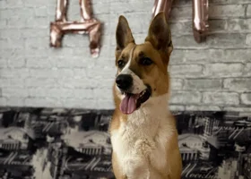 Новая жизнь беспризорника Хантера: как журналист URA.RU взяла из приюта собаку