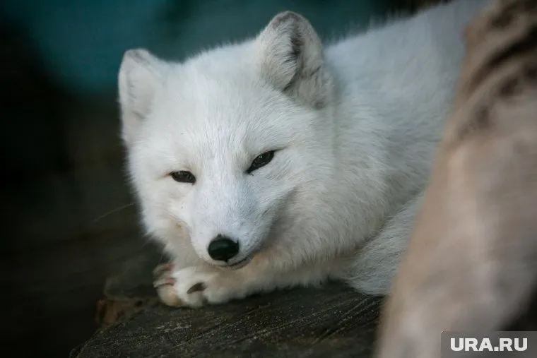 Дикие звери часто выходят к людям на Ямале