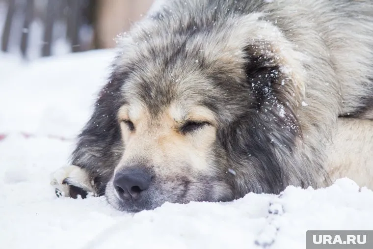Новый директор приюта для собак еще не приступил к своим обязанностям, но зоозащитники намерены требовать его отставки