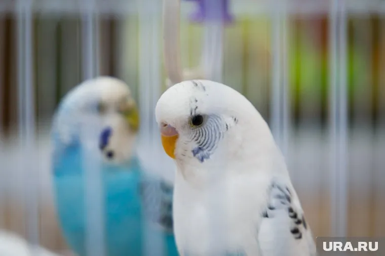 Спасатели пришли на помощь попавшей в беду птице