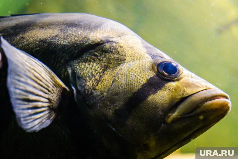 Огромная рыба продолжит плавать и размножаться (архивное фото)