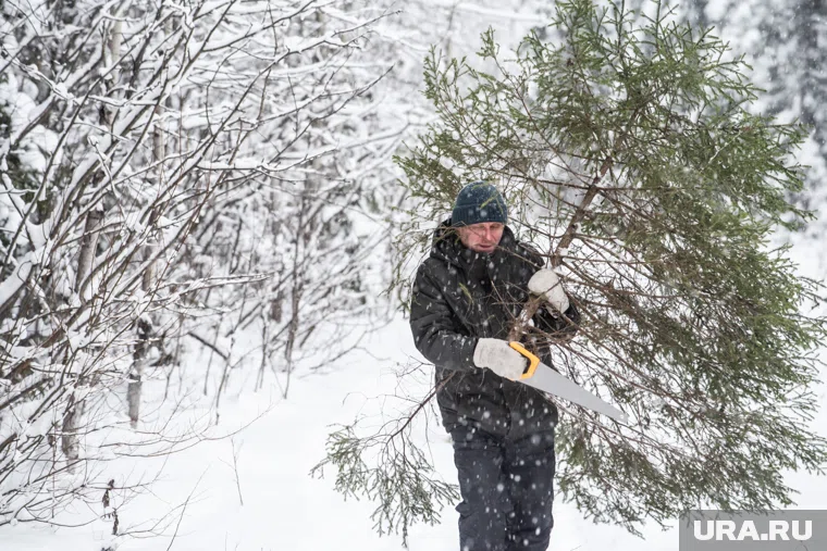 Елку можно срубить в лесу самостоятельно