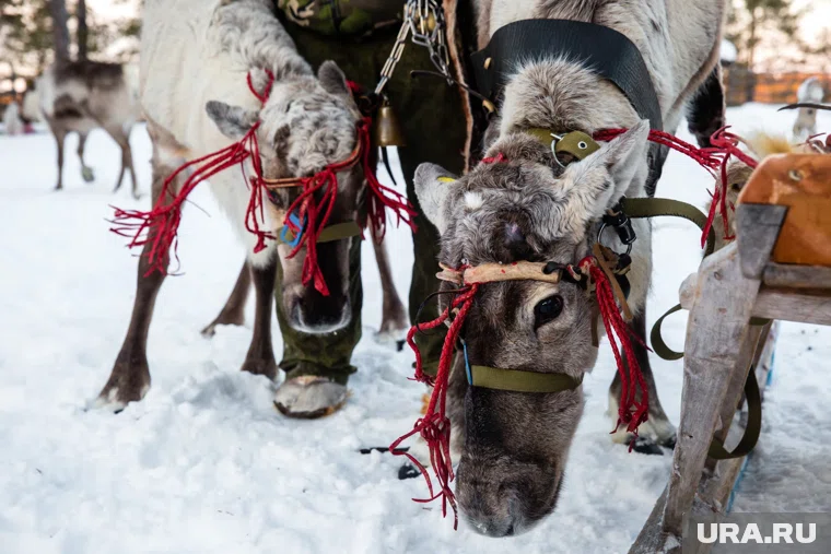 Повозка выезжала с прилегающей территории