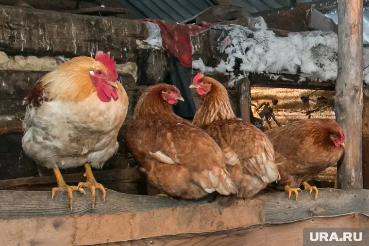 На Боровской птицефабрике пришлось уничтожить все поголовье кур