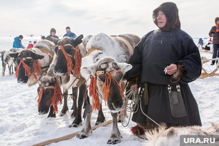 Оленеводы призываются наравне с другими жителями Ямала