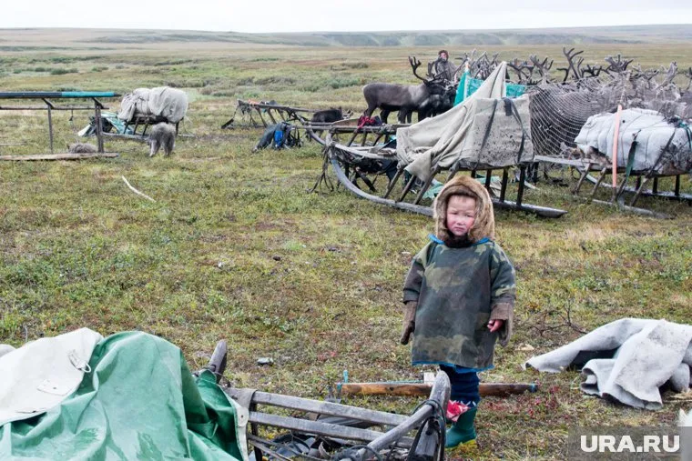 Мера поддержки касается тундровиков, ведущих полукочевой образ жизни 