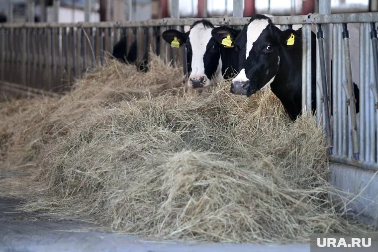 Для прокорма одного животного зимой нужно 2,6 тонны корма