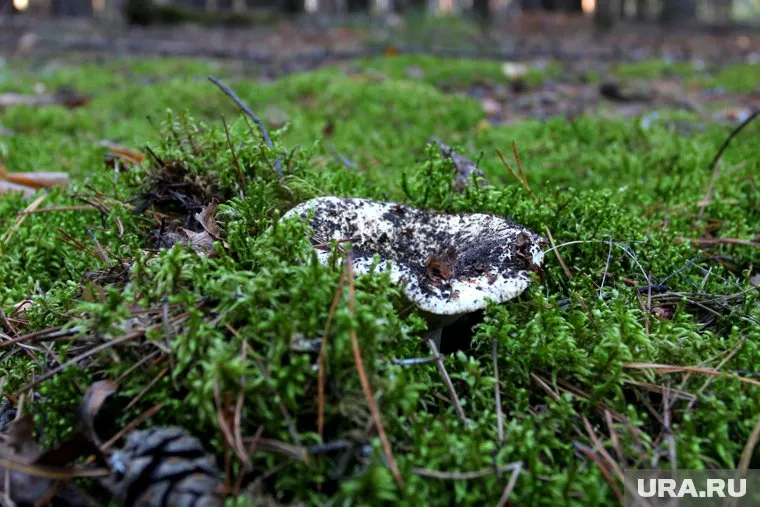 Помимо фиолетовой рядовки свердловчанки насобирали ежовиков, груздей и моховиков (архивное фото)