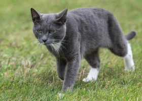 Королевский кот объяснился, почему не пошел с Зеленским в резиденцию Стармера