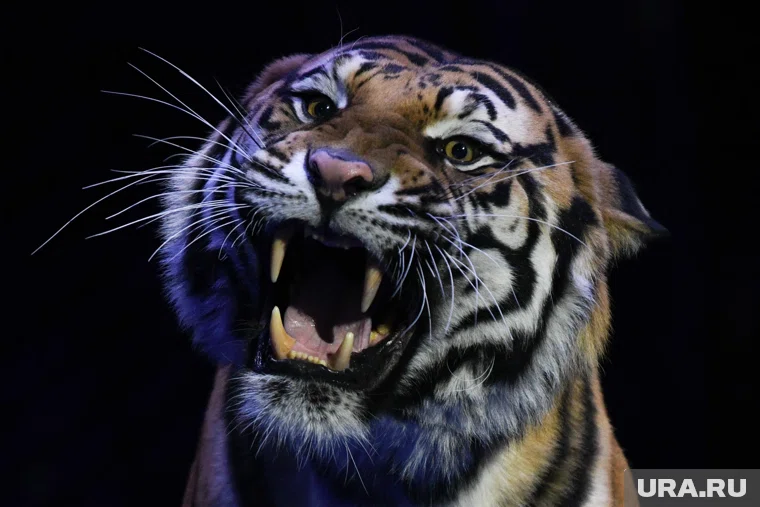 Содержание диких животных в квартире теперь может обойтись очень дорого