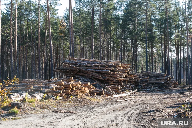 В течение шести лет пермяки незаконно рубили деревья