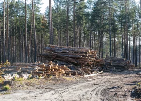 В Пермском крае «черные» лесорубы спилили деревья на 23 млн рублей
