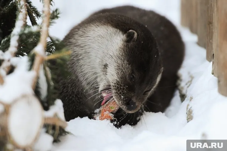 Жители Курганской области поспорили из-за животного (архивное фото)
