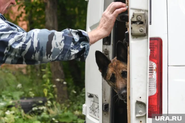 Возбуждены уголовные дела по статьям о незаконном культивировании и сбыте наркотиков