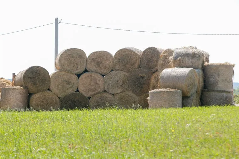 Ферма в Сажино. Свердловская область
