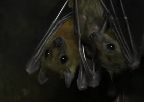 В Перми в подъезде дома нашли летучую мышь