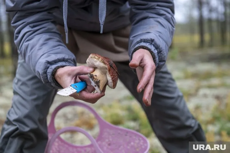 На Ямале зарабатывают, продавая координаты грибных мест