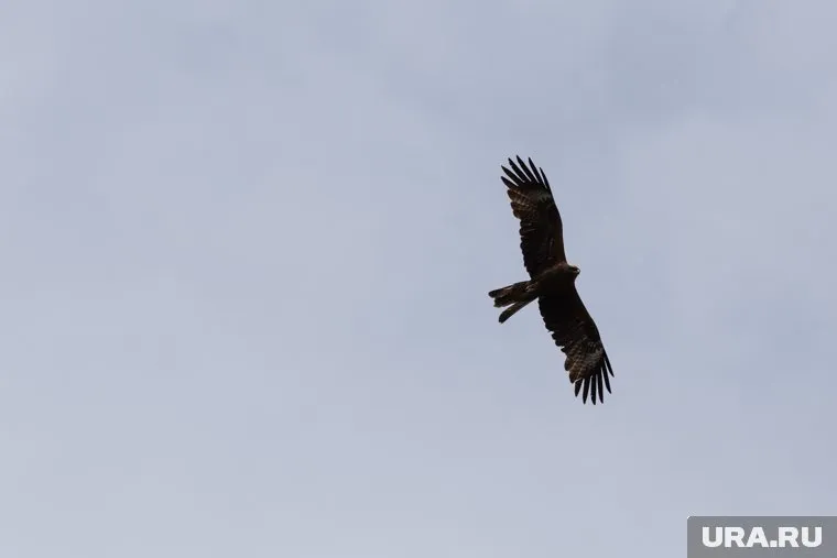 Орнитологи хотят привлечь хищных птиц бесплатным жильем (архивное фото)