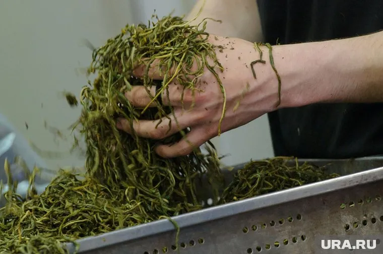 Продажи напитка на основе Иван-чая вросли за неделю на 1 миллион рублей