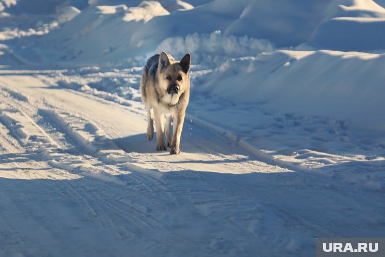 Курган и Шадринск окутает снег с сильным ветром 