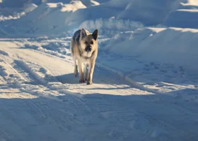 Курган и Шадринск окутает снег с сильным ветром 
