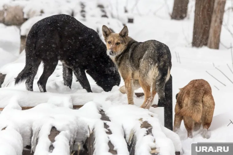 Стаи собак терроризируют жителей Салехарда
