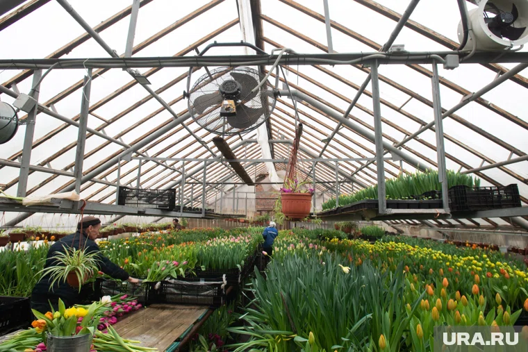 Газовая компания из ХМАО требует снести теплицы, расположенные около трубопровода