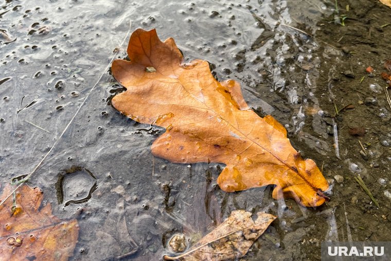 В Курганской области зафиксировали заморозки более минус 11 градусов