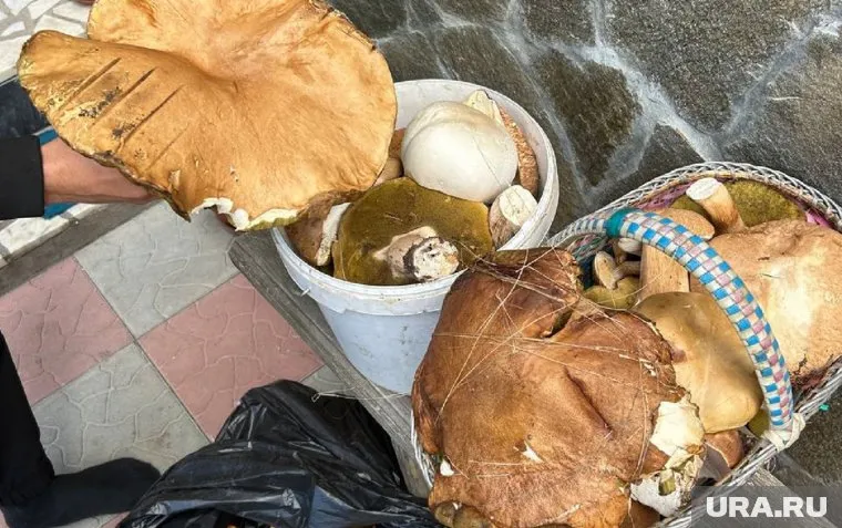 Огромные грибы челябинцы нашли в Троицом районе