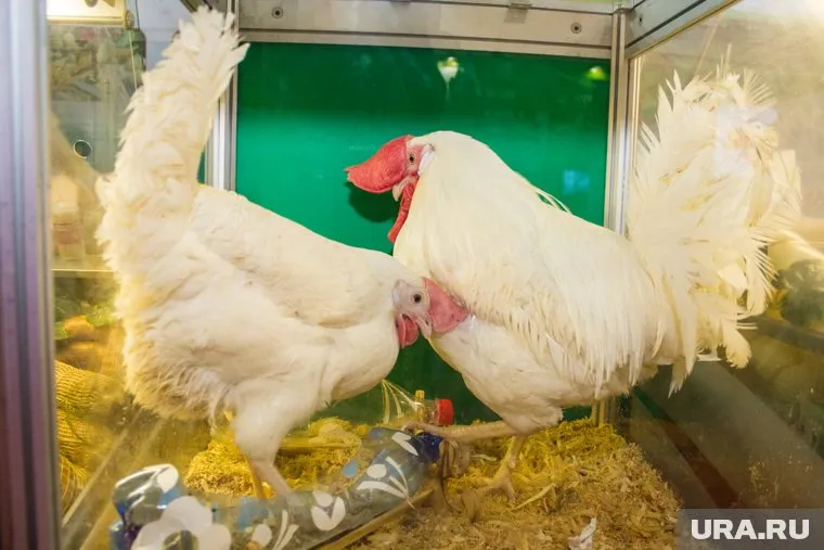 Массовый падеж кур обернулся уголовным делом