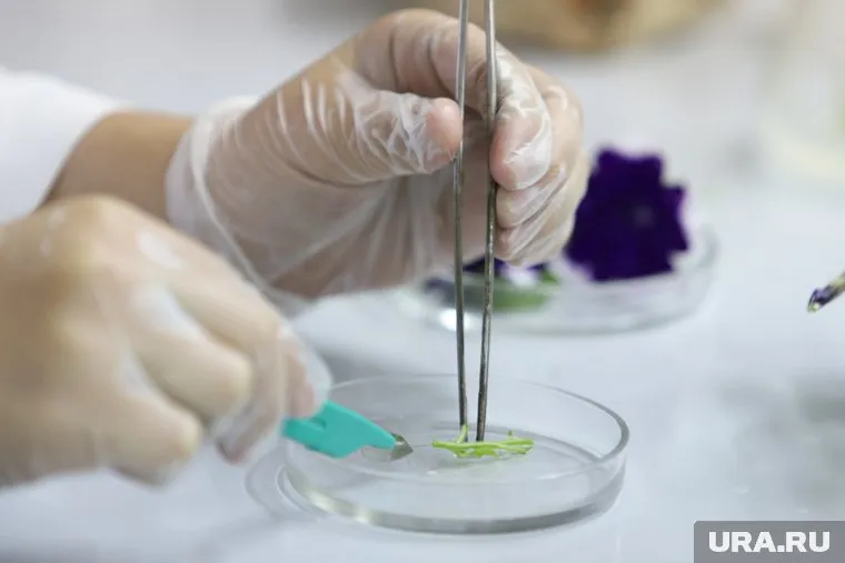 Пробы продуктов изучат в лаборатории