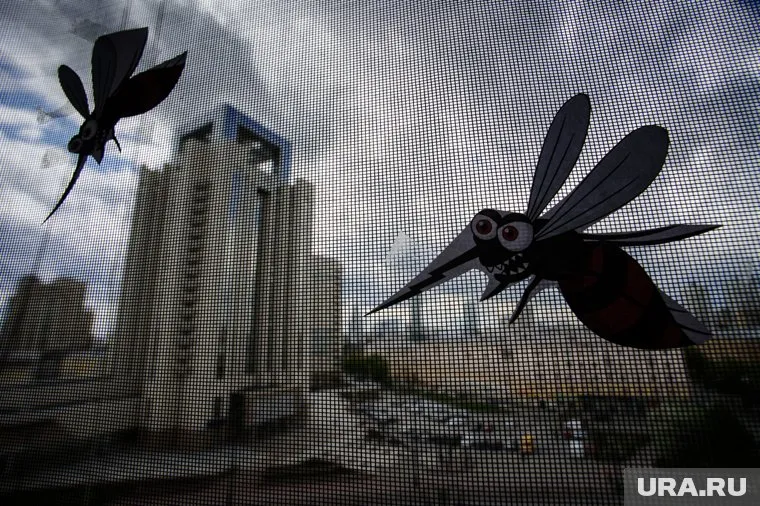 Тигровые комары попали в Россию из Италии