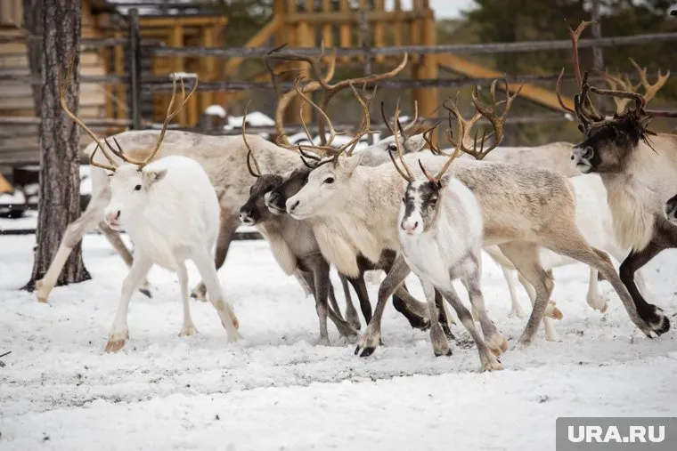 Браконьеры застрелили двух домашних оленей в ЯНАО