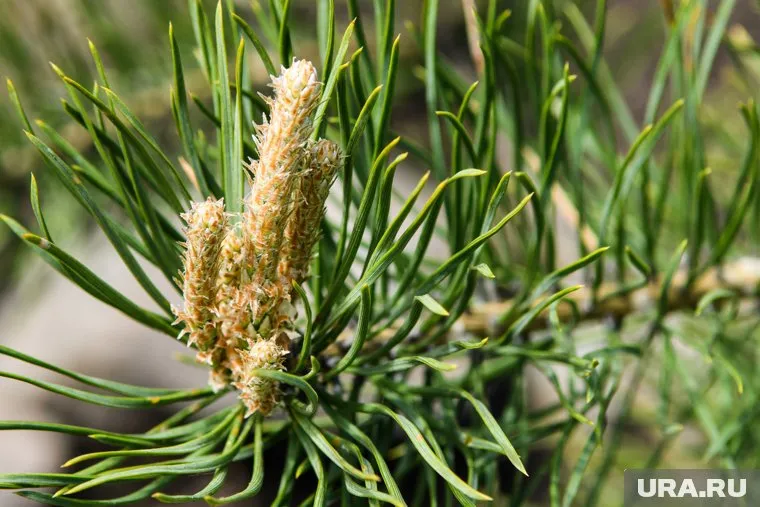 Эти насекомые наносят огромные убытки, снижая техническую ценность древесины