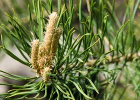 В ХМАО ловят опасных насекомых, вызывающих рак у деревьев